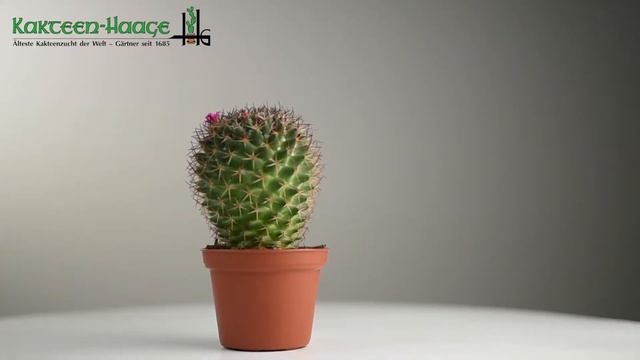 Mammillaria kewensis MG712 смотреть онлайн