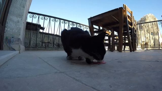 Cat in Cappadocia смотреть онлайн