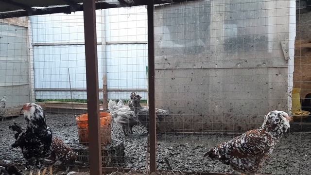 Russian Spangled Orloff смотреть онлайн