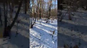 3 Лайки держать кабана 1 часть.