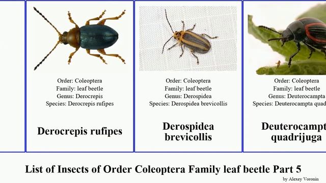 List of Insects of Order Coleoptera Family leaf beetle Part 5 cryptocephalus donacia dicranosterna смотреть онлайн