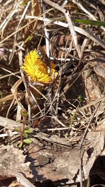 Муха на цветке #муха #весна2024 #насекомые #матьимачеха #насекомыеподмикроскопом #энтомология смотреть онлайн