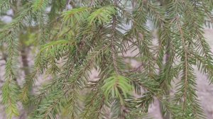 ель крупным планом, деревенская прогулка, жизнь в деревне