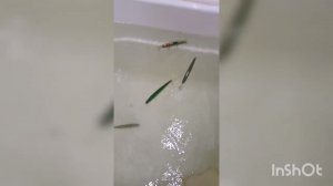 Огрузка воблера или что влияет на плавучесть