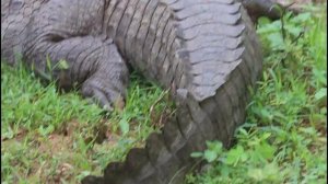 Marsh Crocodile || MAGAR || @RukhsarCreation