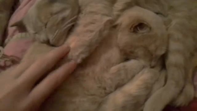 мои любимые питомцы смотреть онлайн