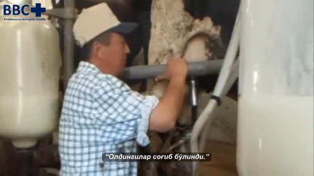 Сигирни механик соғиш чоғида елин мастит борлигини текшириш смотреть онлайн