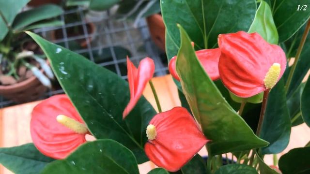 Pour 1 Cup! I'm Surprised, Weak Anthurium Blooms After Just 1 Night! смотреть онлайн