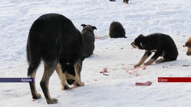 04032024 Как оставить заявку на отлов бездомных животных в Орске смотреть онлайн