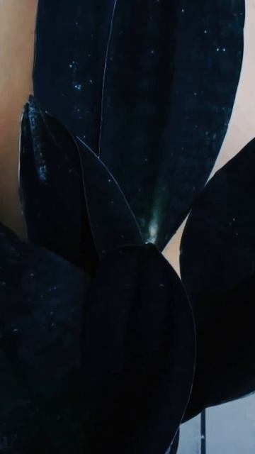 Tanaman hias kaya manfaat lidah mertua #shorts смотреть онлайн