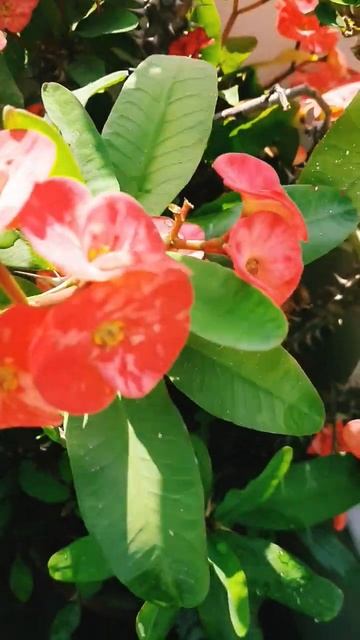 flowering in euphorbia plant garden shorts care of euphorbia