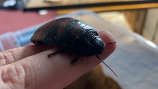 Female Gromphadorhina Portentosa (hissing cockroach) смотреть онлайн