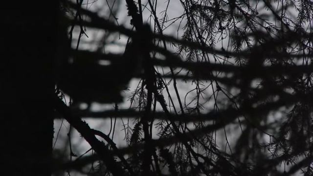 глухаринный ток смотреть онлайн