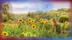 Владимир Караблин ПОДСОЛНУХИ