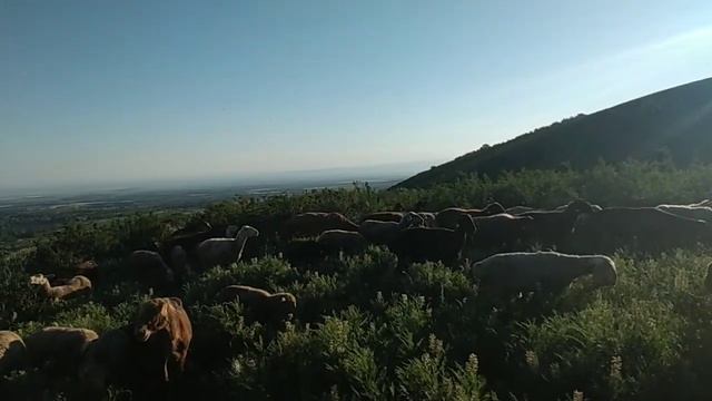 овцы горах утром. смотреть онлайн