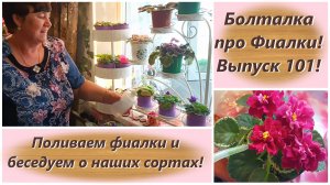 Болталка про Фиалки! Выпуск 101! Поливаем фиалки и беседуем о наших сортах!