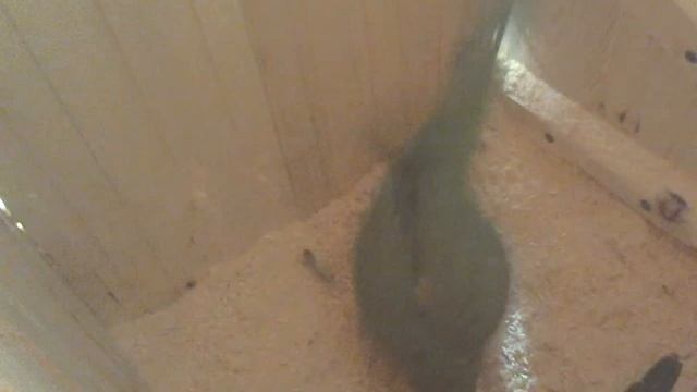 Странные звуки в гнезде 26.02.15 268 смотреть онлайн