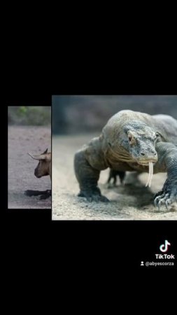 características del dragón de cómodo