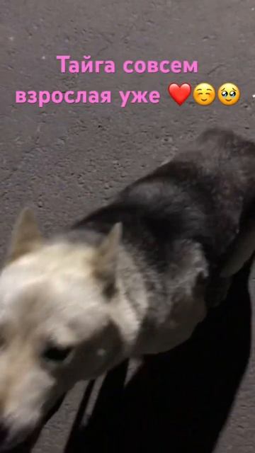 #shortsvideo #shortvideo #youtube #youtubeshorts #dog #dogs #лайка #охота #охотарыбалка #собака #пё смотреть онлайн