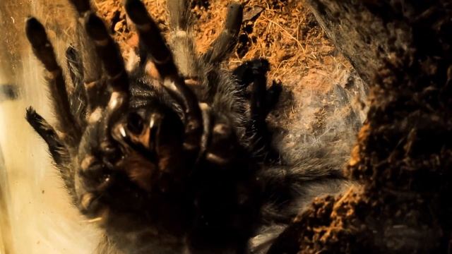 Neo - Grammostola pulchra (Brazilian Black Tarantula) Moulting - Timelapse смотреть онлайн