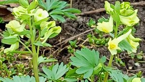 Весеннее настроение. Апрель.