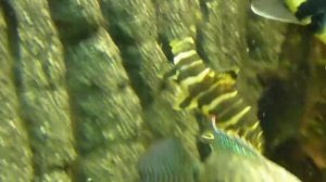 Botia Almorhae (Pakistani Loach)