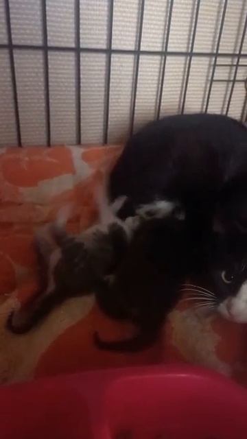 🆘Пушистым крошкам с мамой нужна передержка или дом🏡❤️ Петербург.8 904 551 42 12 Нина #cats #shorts смотреть онлайн