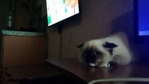 Котенок Невская Маскарадная 4 месяца, Томасик 🥰🥰🥰