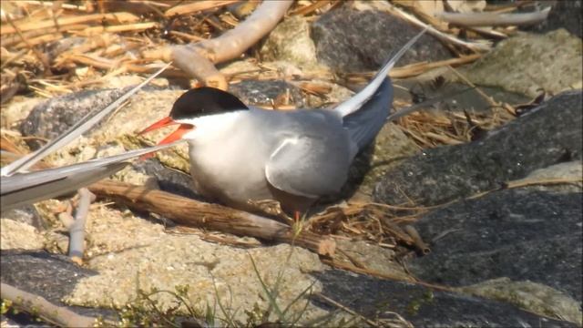 Küstenseeschwalbe Eidersperrwerk 2012 05 13 смотреть онлайн
