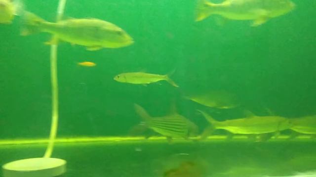 hydrocynus Vittatus Tigerfish 10-12cm смотреть онлайн