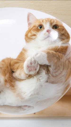 Мой любимый пушистый кот