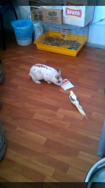 Попугай драчун смотреть онлайн