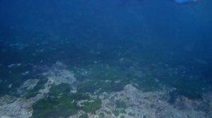 Снорклинг на Симиланах: черепаховый контактный зоопарк, рыбки в валунах/Симиланы - это про дайвинг!