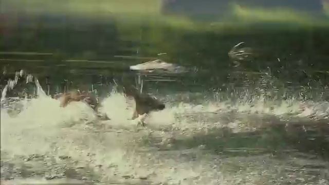 Рекламний ролик ТМ "Прозора" - "Ранок" смотреть онлайн