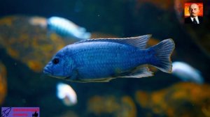 Подводная жизнь.