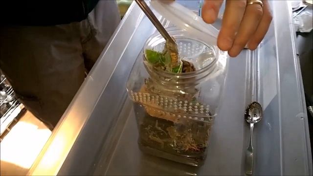 Psalmopoeus pulcher "Panama blonde" смотреть онлайн