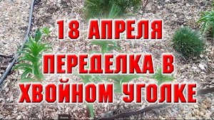 18 апреля. Переделываю хвойную клумбу