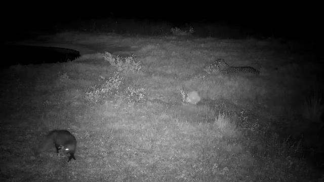 Djuma: White-tailed Mongoose and Leopard-Tlalamba female - 03:00 - 11/24/2022 смотреть онлайн