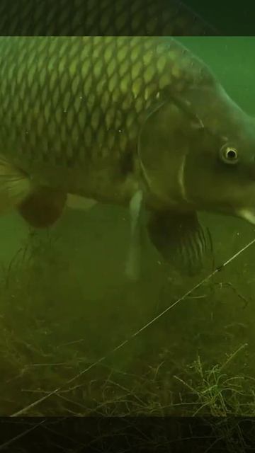 Поклёвки рыб под водой!!!#shorts#shorts