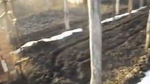 Рыхление междурядий виноградника