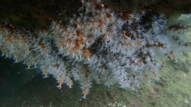 The beauty of the ocean! смотреть онлайн