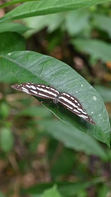 Front view of a perched common sailor butterfly with its wings spread on a leaf #butterfly смотреть онлайн