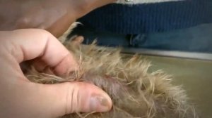 The Story of a Rescued Mango Worm Infested Cat's Journey to Health