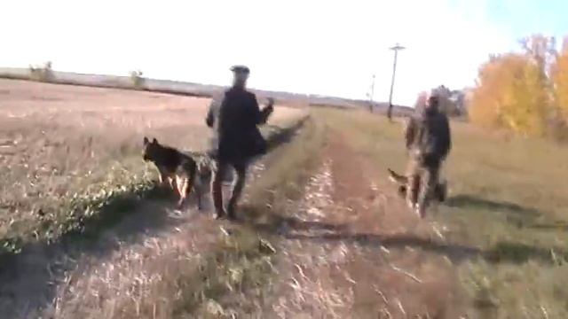 №4  Прогулка с собаками гостями журналистами  28 09 2020