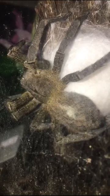 Phoneutria Nigriventer Fazendo Ooteca смотреть онлайн