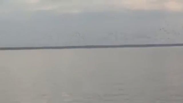 Утиное безумие смотреть онлайн