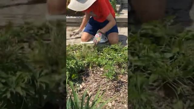 Planting Some Stachys Hummelo смотреть онлайн