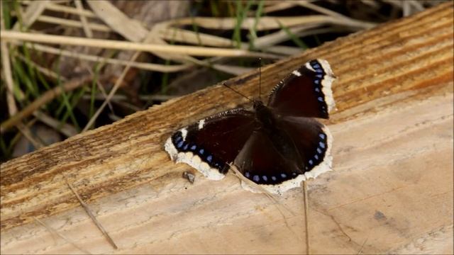 Camberwell Beauty Nymphalis antiopa 06