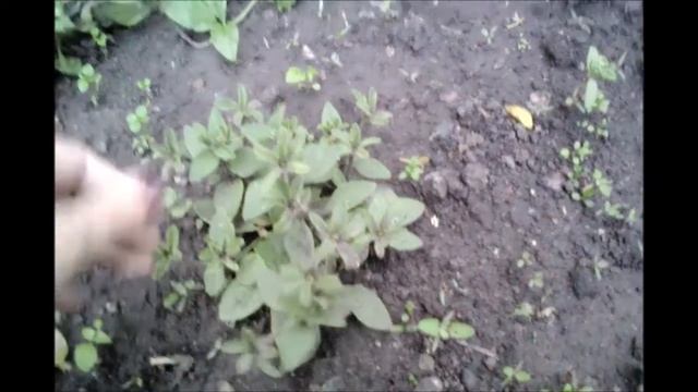 ОБНАРУЖИЛА КРАСОТИЩУ...ОП ЛЯ И ГОТОВО//новая пряжа смотреть онлайн