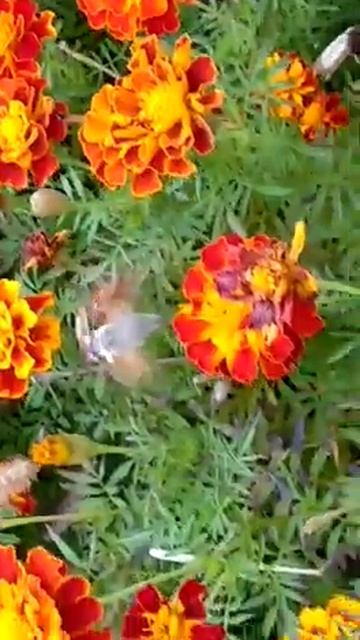 Грушевая роща. Очень 2019. смотреть онлайн